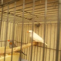 فنج زبرا جفت بالغ جوان آماده جوجه کشیدن|پرنده|بهارستان, |دیوار