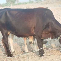 گاو شیری ،نه ماهه آبستن