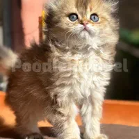 گربه با اصالت و دوست داشتنی