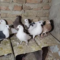 کبوتر|پرنده|طبس, |دیوار