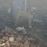 سگ پژدر بهترین نسل