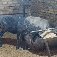 2راس گوسفند جوان گوشتی|حیوانات مزرعه|فردیس, سرحد آباد|دیوار