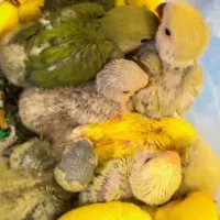 جوجه کوتوله سرلاکی