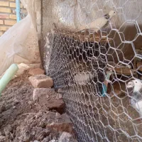 کفتر طوقی|پرنده|گناباد, |دیوار