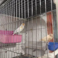 دوتا قناری نر موزایکی جوان بخون