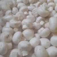 به به قارچ بصورت عمده و بنکداری