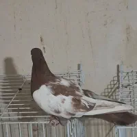 سینه سرخ ماده|پرنده|خورموج, |دیوار