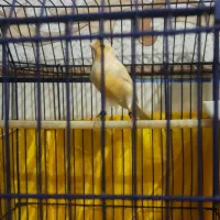 سلام خدمت دوستان عزیز فروش یک عدد قناری نر