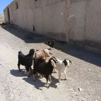 چهارعددبزغاله نریک عددبره نر