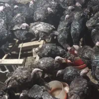 بوقلمون برنز سرحال