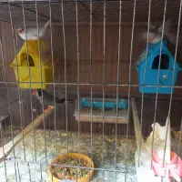 فنچ زبرا در رنگهای مختلف