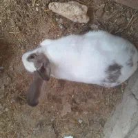 خرگوش نر ‌