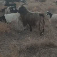 بره نر