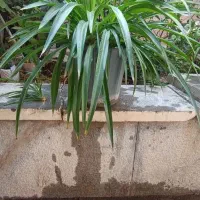 کادوی روز مادر|گل و گیاه طبیعی|شاهینشهر, شهرک ردانی پور|دیوار