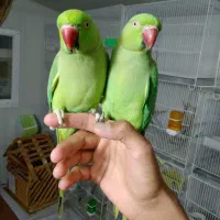 فروش ویژه مجموعه