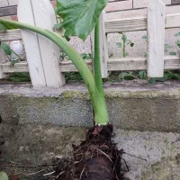 بابا آدم ۳تا بزرگ