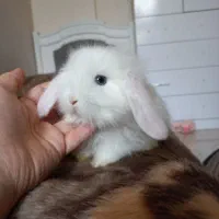 خرگوش مینی لوپ سفید برفی کیوت|موش و خرگوش|کرج, کرج نو|دیوار