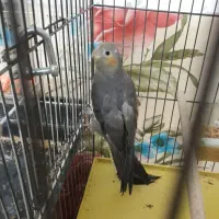 عروس هلندی ماده|پرنده|فولادشهر, مسکن مهر فولادشهر|دیوار