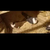 کبوتر چادری یا دمگیر|پرنده|زیباشهر, |دیوار