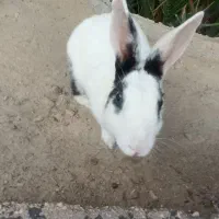 خرگوش اهلی