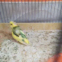 مرغ  عشق پروانه ای