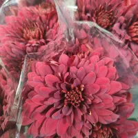 گل داودی عمده|گل و گیاه طبیعی|ری, بازار گل خاوران|دیوار