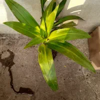 گلهای خانگی