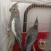 جفت عروس هلندی|پرنده|مشهد, جاهد شهر|دیوار