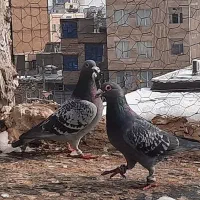 کفترکلاغ کربلایی ساده چپ مسافتی آلمانی سوسکی رنگه