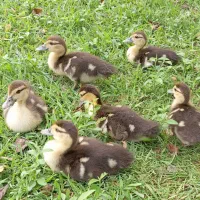 جوجه اردک اسراییلی 21 روزه