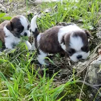 خوشگلهای سوپر فلت