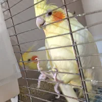 عروس هلندی جوان|پرنده|مسجد سلیمان, |دیوار