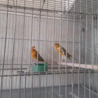 قناری دارچینی سهره ماده