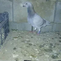 پرنده|پرنده|لار, |دیوار