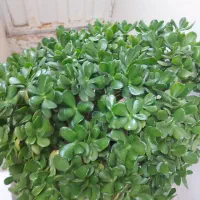 یک عدد گل ثروت بزرگ خیلی زیبا ونایاب