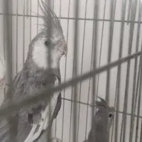 جفت عروس هلندی وایت فیس