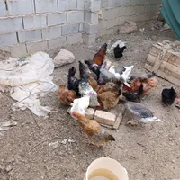 مرغ خروس فروشی