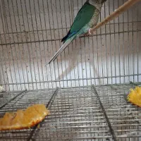 تراکویس نر کارداده