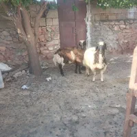 فروشی|حیوانات مزرعه|بدره, |دیوار