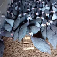 مرغ روسی(شاخدار)|حیوانات مزرعه|رودسر, |دیوار