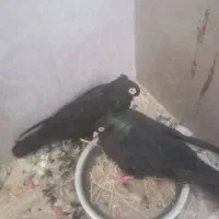 کبوتر زاغ دورگ صرو