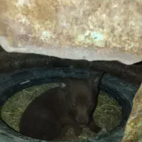 صگ پاکوتاه بچه