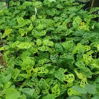 گلخانه حنا تولید کننده انواع گلهای اپارتمانی و|گل و گیاه طبیعی|طرقبه, |دیوار