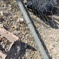 کبوتر دم سفیدزرد کرمانی سرخ|پرنده|نیشابور, مدرس|دیوار