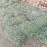 بیده