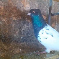 فروش ۱۸ عدد کفتر رنگی یکجا