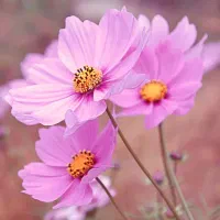 نیازمند کتاب وابستگی سالم