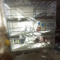 قفس پرنده