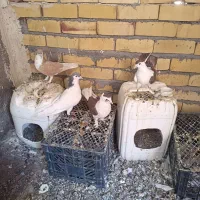 کبوتر هوایی و جفتگاه