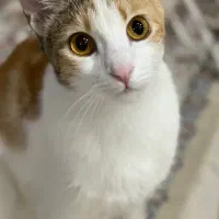 واگذاری گربه